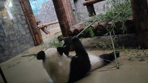 Панда Катюша завтракает бамбуком. Ленивое утро маленькой панды. Панда. Московский зоопарк