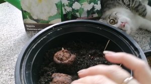 Клубневые бегонии. Посадка. Важные нюансы.