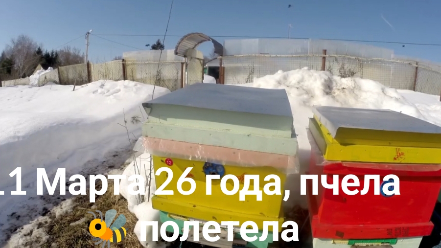 11 марта 26 года, пчелы полетели.