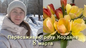 Пересаживаю розу Кордана. Готовлю шаурму.