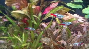 Мои аквариумы 07.03.2026г.