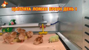 Цыплята Ломан Браун с нуля (День 1) - что изменилось за сутки 😄🐥
