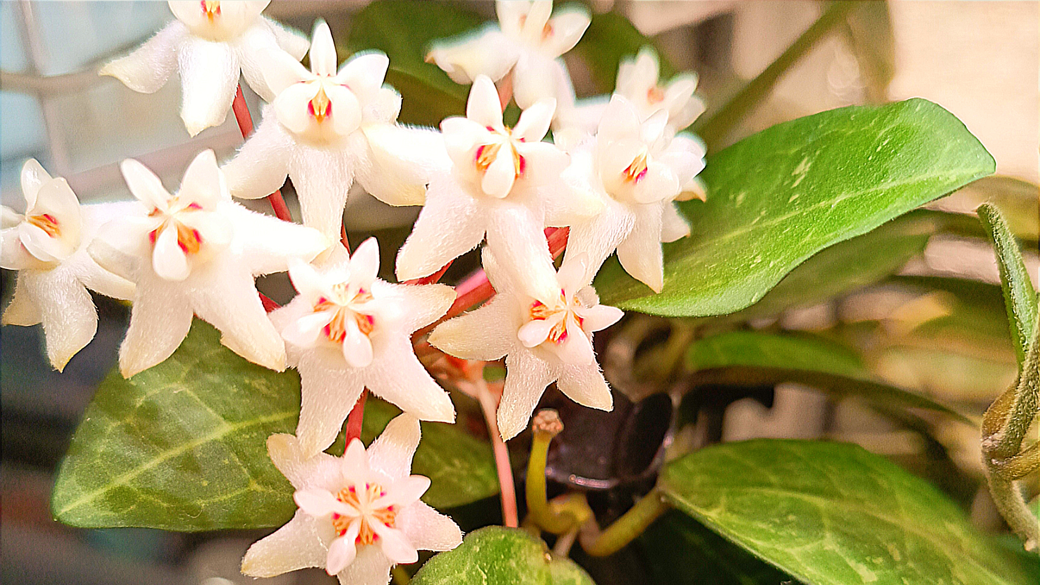 Хойя Эллиптика сплеш. Цветение