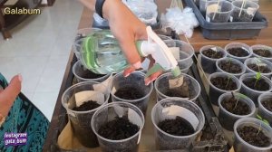 Я покажу, почему в Германии вытягивается рассада перцев и баклажанов — ошибка после всходов @galabum