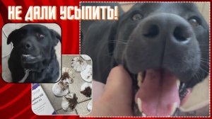 Не дали усыпить, и что дальше…