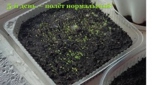 5й день - полёт нормальный