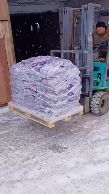 КФХ КУВАЙЦЕВ: Отгрузка чеснока