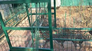 11 марта 26г 🌿🌿🌿 В саду 🌿🌿🌿