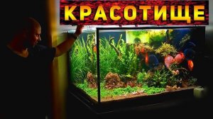 Скалярии устроили нерест в общем аквариуме