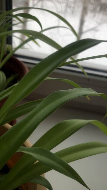 Хлорофитум зацвёл