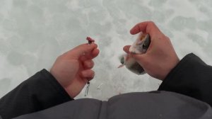 форель давит и не дает покоя