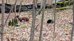 200 2021.10.23_09.59.17 Маня гуляет в парке.