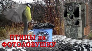 НЕОБЫЧНАЯ КОРМУШКА. Синицы на ФОТОЛОВУШКУ KJK228