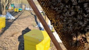 10 марта +16 Пересаживаю и осматриваю семьи))