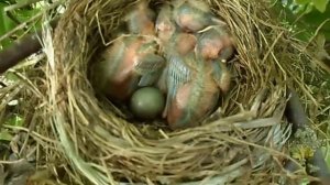 ГНЕЗДО ДРОЗДА ТАЙНА ДРОЗДОВ