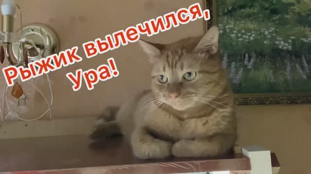 Рыжик вылечился! Ура!