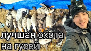 ЛУЧШАЯ ВЕСЕННЯЯ ОХОТА НА ГУСЕЙ