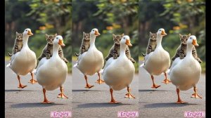 🍼😻👶Милый котенок, счастливое время #шорты#шортыкормление #дадидудидам #кошачьи шорты #котята#кошк