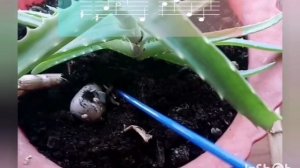 Нано-бананы