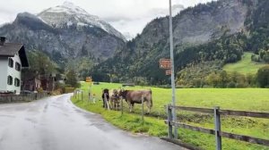 Швейцарский сырный фестиваль.