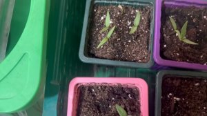 Как ухаживаю за сладкими перцами в рассадном периоде.