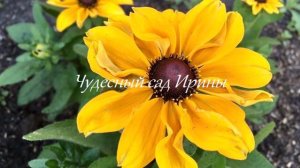 Рудбекия Тото и махровая