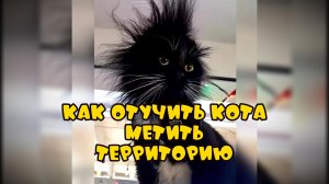Как отучить кота метить территорию #смешныекоты #поржать