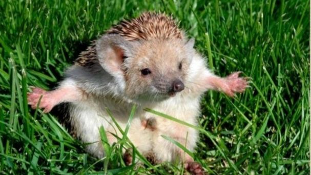 Ёжик - Г. Горин