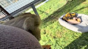 Пришлось переносить малышей в закрытый вольер, здесь им гораздо теплее❤️