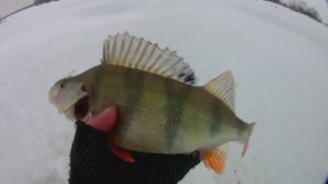 Бонус в конце рыбалки!Ловля окуня на балансир!