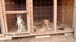 В Избербаше решают проблему бродячих собак