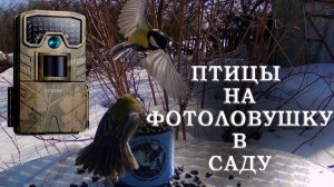 ПТИЦЫ на ФОТОЛОВУШКУ CEYOMUR СY50