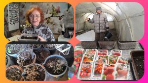 Жизнь в деревне.🏡Посеяла томаты 🍅 Достали цветы с погреба.