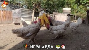 Кормление кур овощами и фруктами для зарядки и от скуки 🥗🐓🤗  (71)