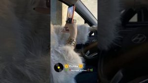 новая_цыганская_песня👑Elfida👑