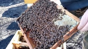 Первая ревизия пчелиных семей 11.03.26