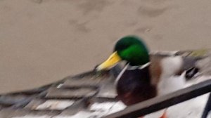 Утиные истории часть 2