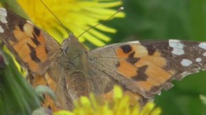 Страницы из 2019г 12ч