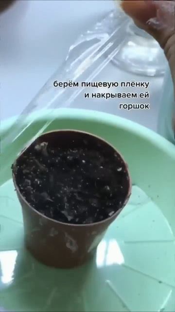 Выращиваем гранат из косточки