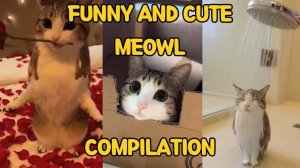 РЕБЯТА, МЯУЛ ПОСЕЛИЛСЯ В МОЕМ ДОМЕ🐱🦉🏡!!! ОН ОКАЗАЛСЯ НАСТОЯЩИМ ПРОКАЗНИКОМ! MEOWL! РЕАКЦИЯ!😽😻😸