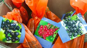 🌿🌸МАЯК🫐САД ОГОРОД ДАЧА🍒ПЛОДОВЫЕ САЖЕНЦЫ✔️ЛУКОВИЧНЫЕ ЦВЕТЫ🌿🌸март 2026