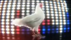J.Geco - Chicken Song