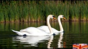 птица    песня на стихи  Сергея Кадукова