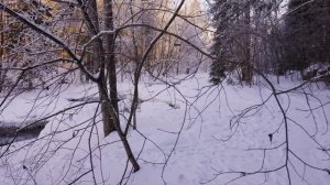 4К Прогуляйся по сказочному снежному лесу асмр эмбиент ambient