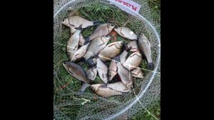 Днепровский Ёрш-носарь!!!!!(краснокнижник) 38сек., уловы разнорыбицы