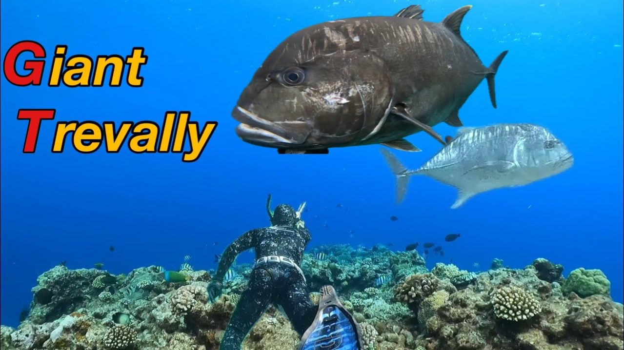 Подводная охота / Подборка видео гигантских каранксов