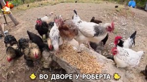 Содержание кур в домашних условиях и других птиц во дворе у Роберта 🐣🐤🦆🐔🪿🦃 (342)
