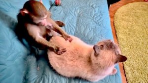 Анфиса включила функцию ДОСТАНЬ КОТА Басика❤️