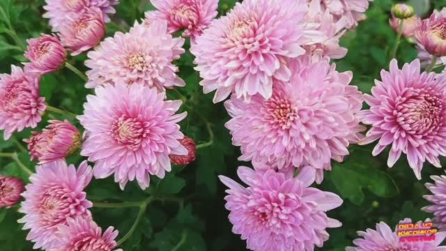 Цветы в моем саду в конце лета.