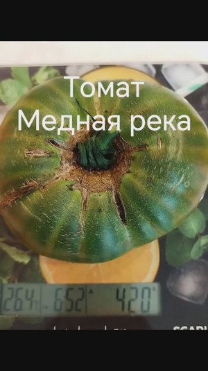 Гном Медная река детерминантный томат. #томатыизсериигном, #меднаярека, #гноммеднаярека
